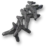 Skeleton Spine
