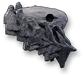 Behemoth Skull