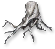 Sleeper Root
