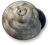 Venom Conch